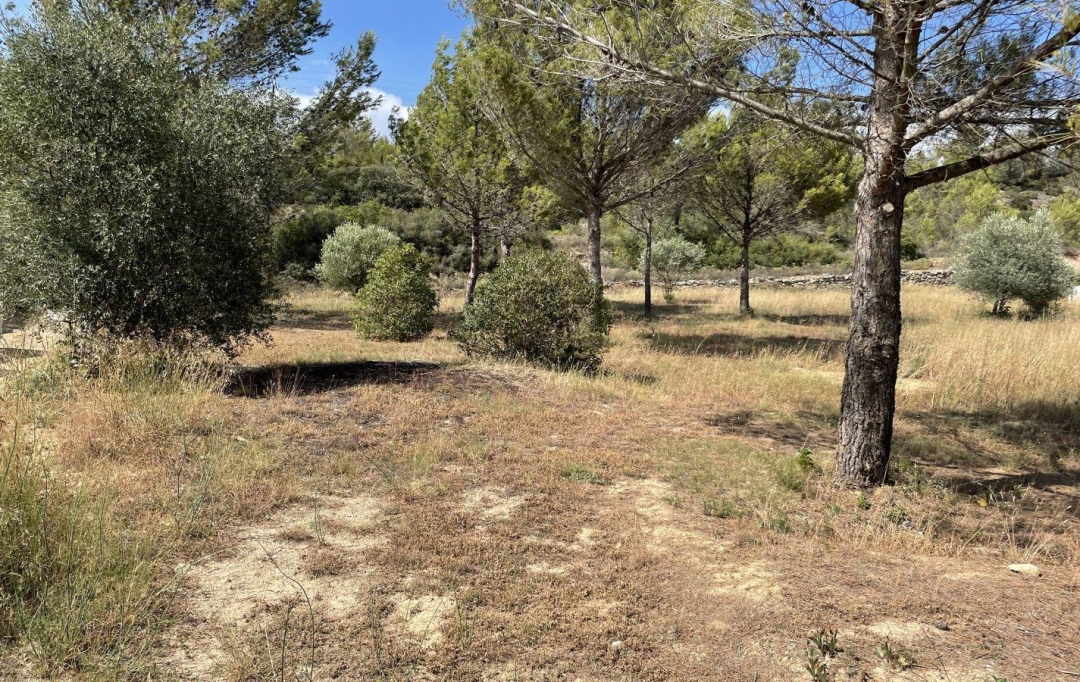 11-34 IMMOBILIER : Terrain | AZILLANET (34210) | 0 m2 | 69 000 € 